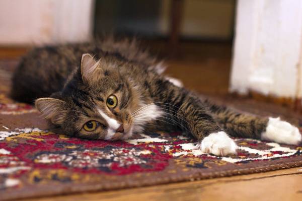 Researchers have found high levels of brominated flame retardants in the blood of house cats exposed to dusts in our homes.
