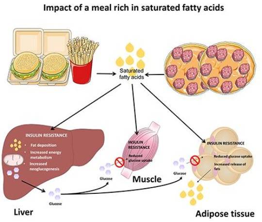 The impact of saturated fatty acids on the liver, muscles and fatty tissue. (Deutsches Diabetes-Zentrum, DDZ)
