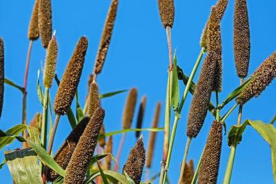 Eating More Millets Can Lower Type 2 Diabetes Risk